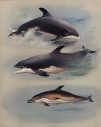 Weißschnauzendelfin, Flaschennasendelfin, Gemeiner Delfin